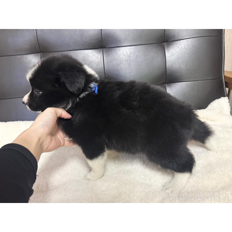 販売中の愛知県のボーダーコリー-433035の4枚目