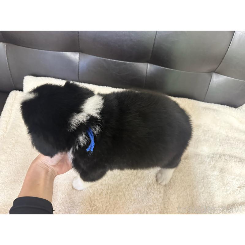 販売中の愛知県のボーダーコリー-433035の3枚目