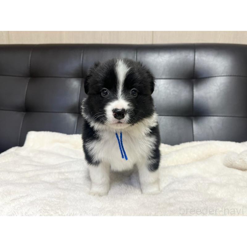 販売中の愛知県のボーダーコリー-433035