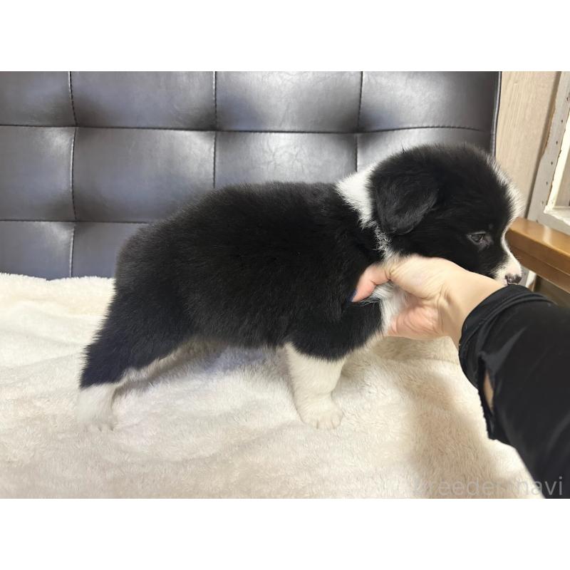 販売中の愛知県のボーダーコリー-433035の2枚目