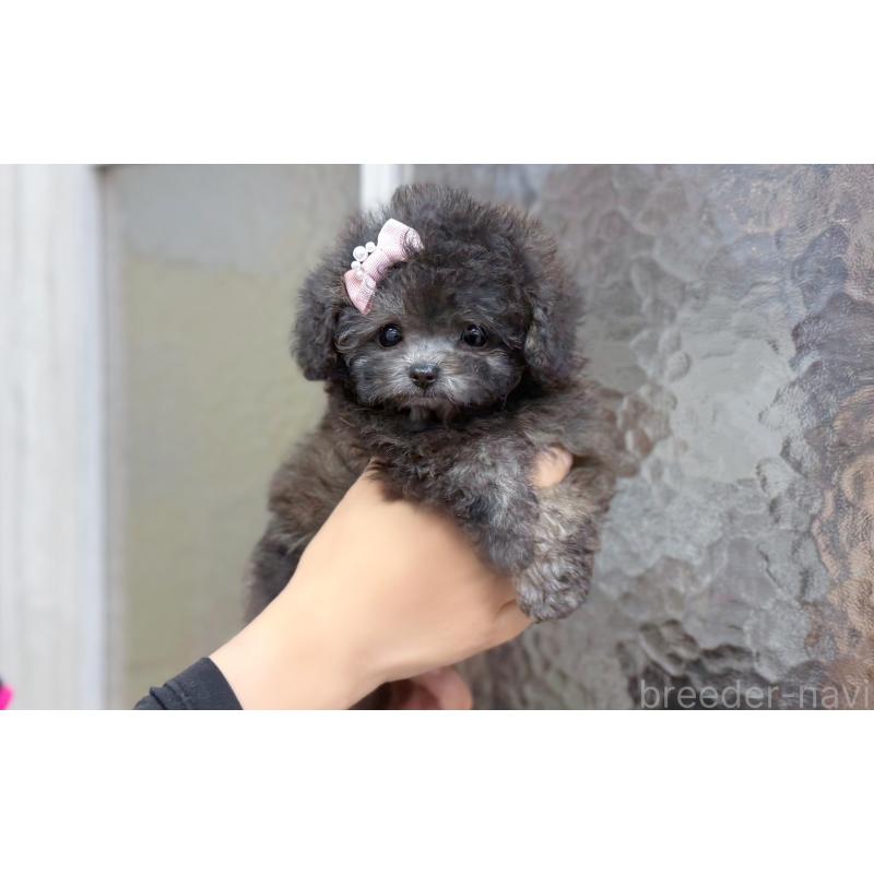 販売中の愛知県のティーカッププードル-433039の2枚目