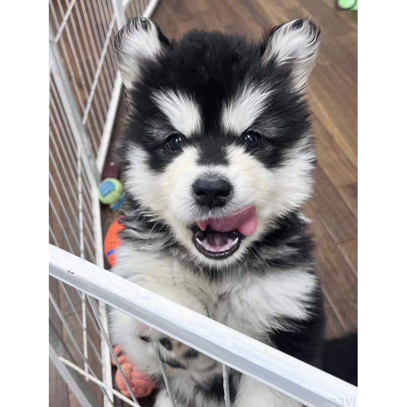 販売中の東京都のアラスカンマラミュート-430923