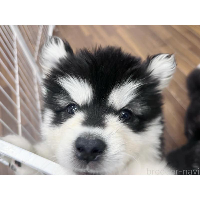 販売中の東京都のアラスカンマラミュート-430923の9枚目