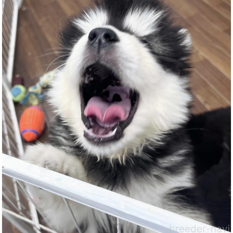 販売中の東京都のアラスカンマラミュート-430923の8枚目