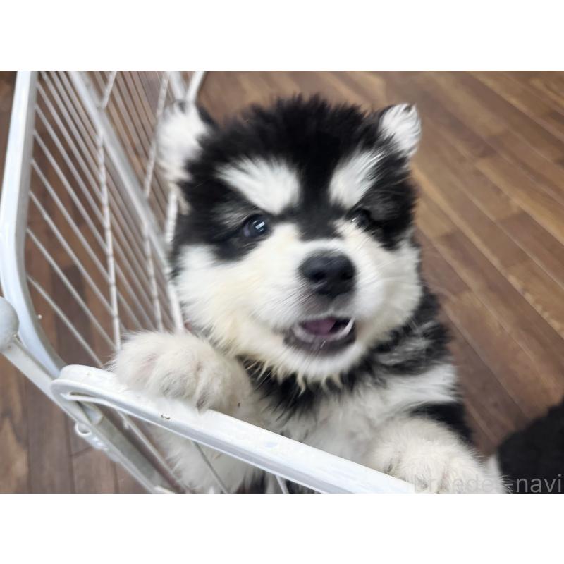 販売中の東京都のアラスカンマラミュート-430923の7枚目