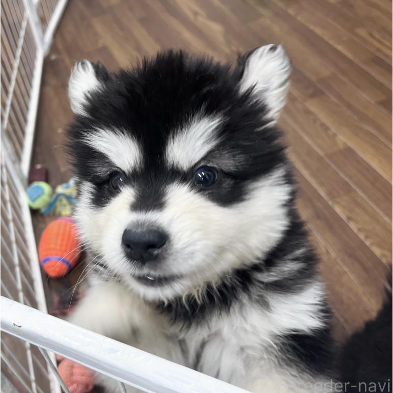 販売中の東京都のアラスカンマラミュート-430923の6枚目