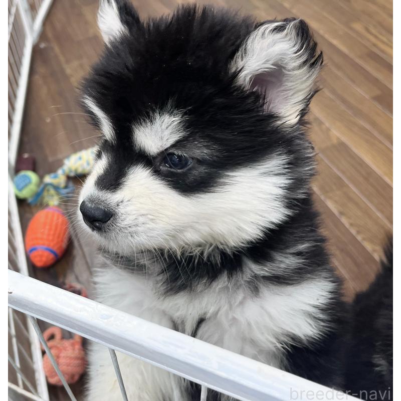 販売中の東京都のアラスカンマラミュート-430923の5枚目