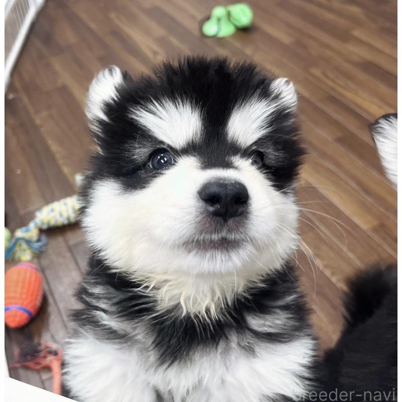 販売中の東京都のアラスカンマラミュート-430923の4枚目