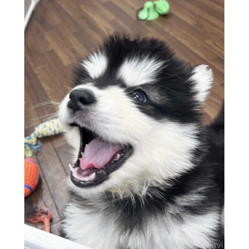 販売中の東京都のアラスカンマラミュート-430923の3枚目