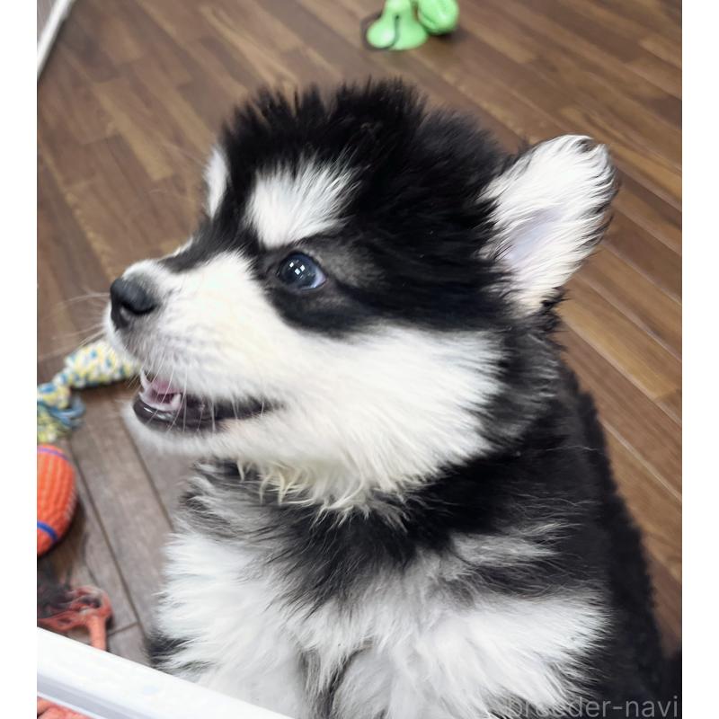 販売中の東京都のアラスカンマラミュート-430923の2枚目