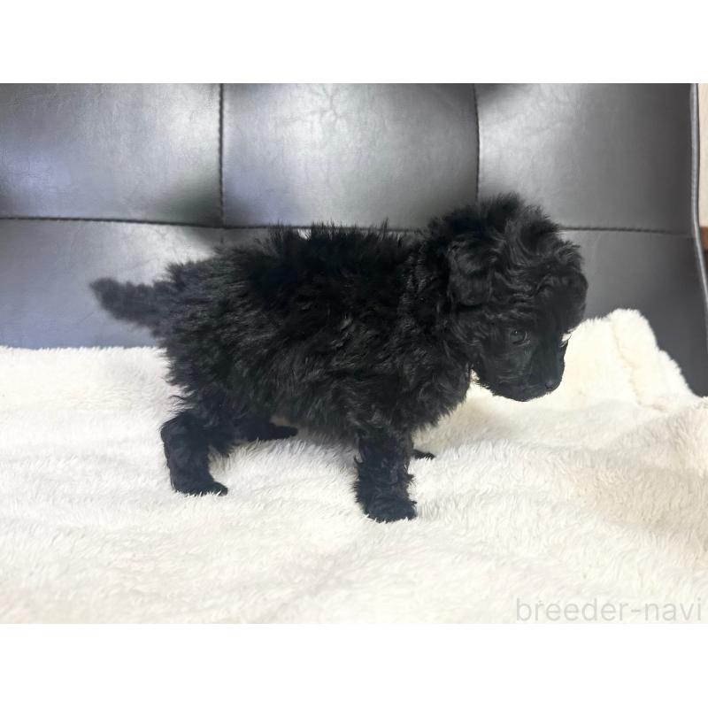 販売中の愛知県のトイプードル-433038の6枚目