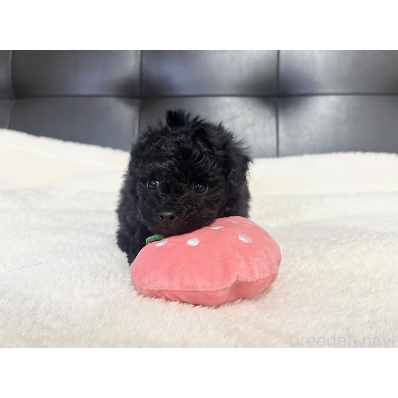 販売中の愛知県のトイプードル-433038の5枚目