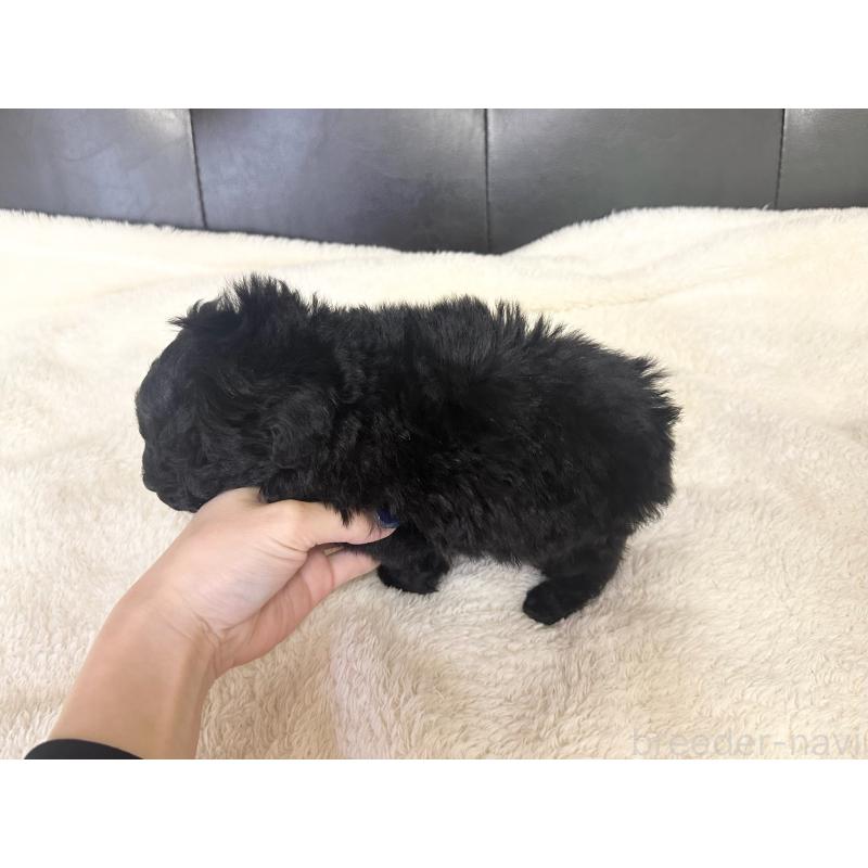 販売中の愛知県のトイプードル-433038の4枚目