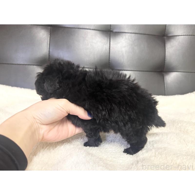 販売中の愛知県のトイプードル-433038の3枚目