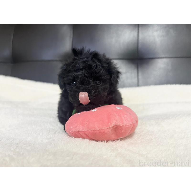 販売中の愛知県のトイプードル-433038の2枚目