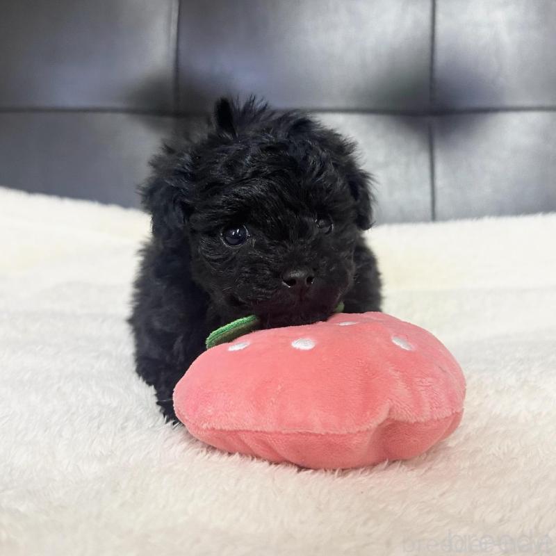 販売中の愛知県のトイプードル-433038の1枚目