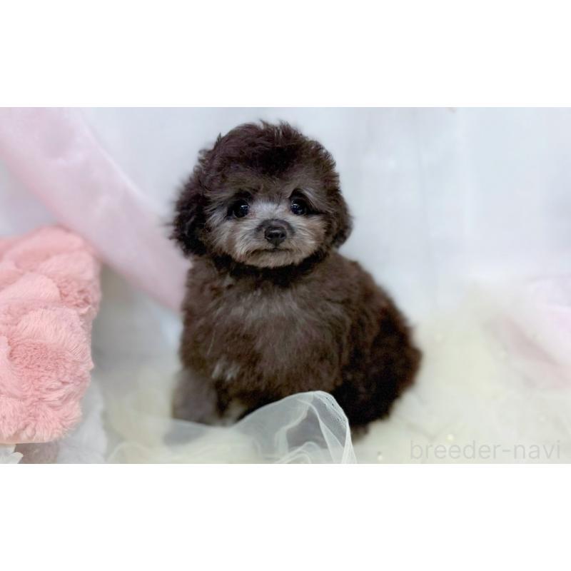 販売中の愛知県のタイニープードル-433041の3枚目