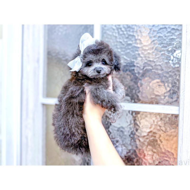 販売中の愛知県のタイニープードル-433041の2枚目