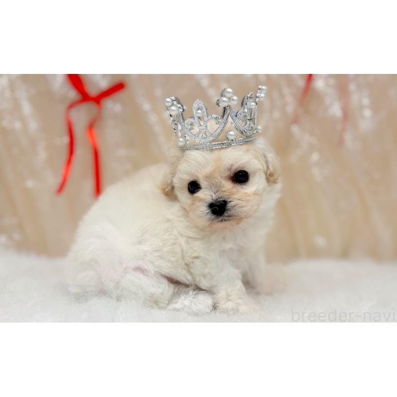 販売中の愛知県のビションプー:ビションフリーゼ×トイプードル-433042の4枚目