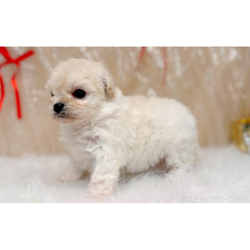 販売中の愛知県のビションプー:ビションフリーゼ×トイプードル-433042の3枚目