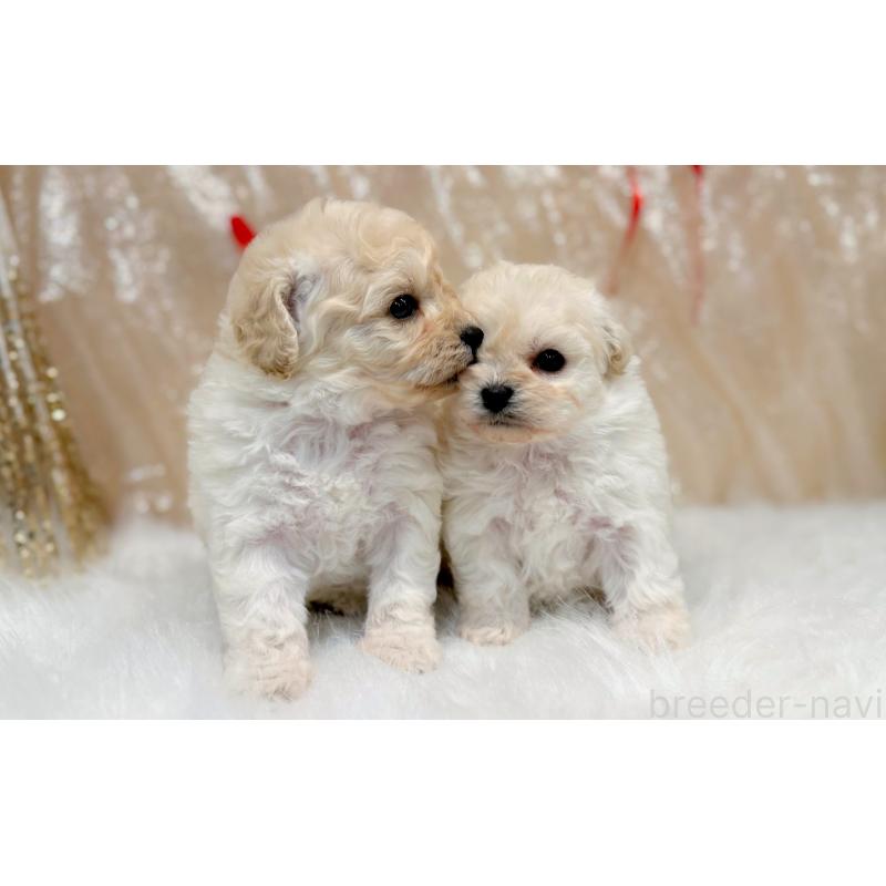 販売中の愛知県のビションプー:ビションフリーゼ×トイプードル-433042の2枚目