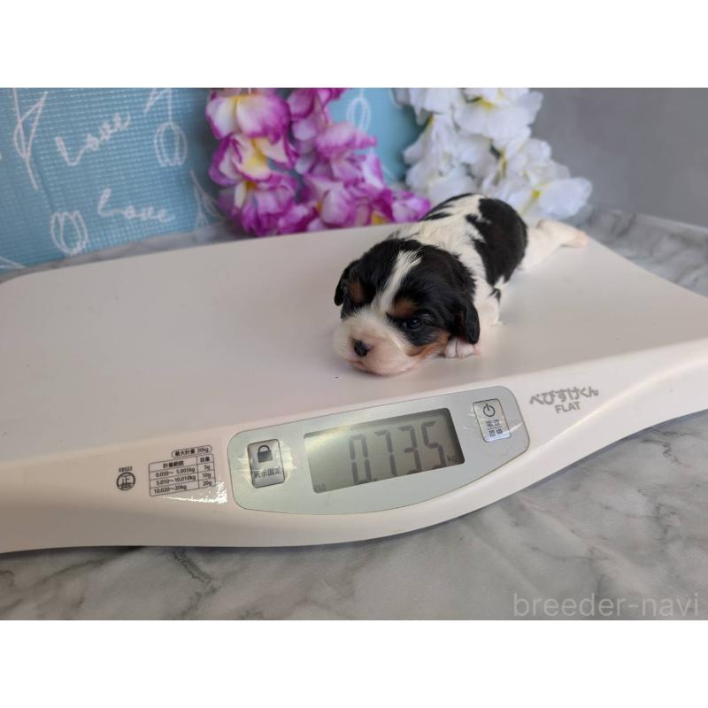 販売中の埼玉県のキャバリアキングチャールズスパニエル-433043の2枚目