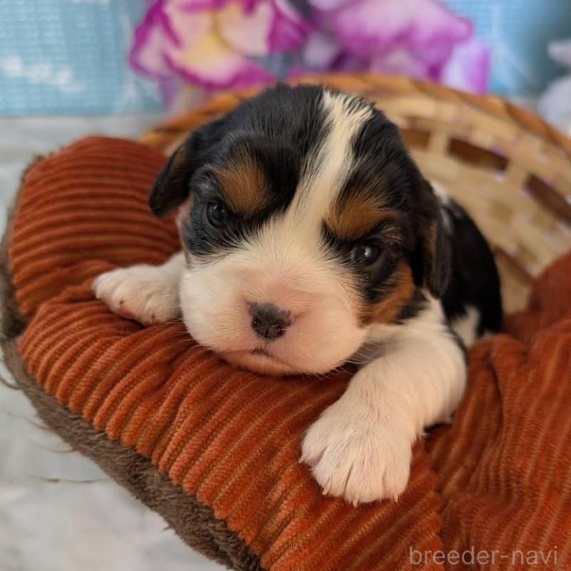 販売中の埼玉県のキャバリアキングチャールズスパニエル-433043