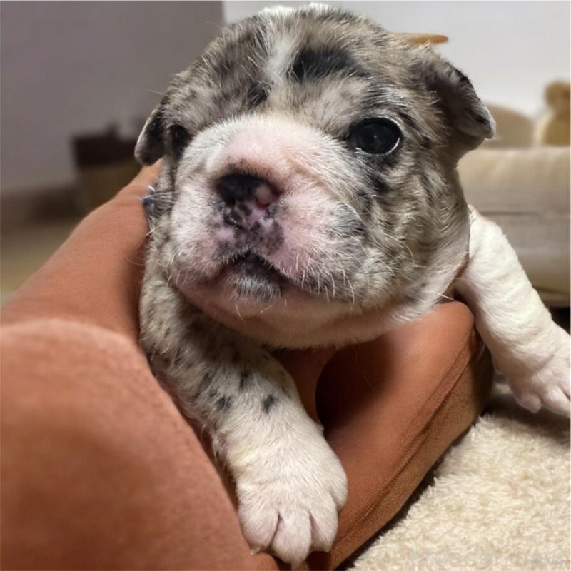 販売中の沖縄県のフレンチブルドッグ-433044の1枚目