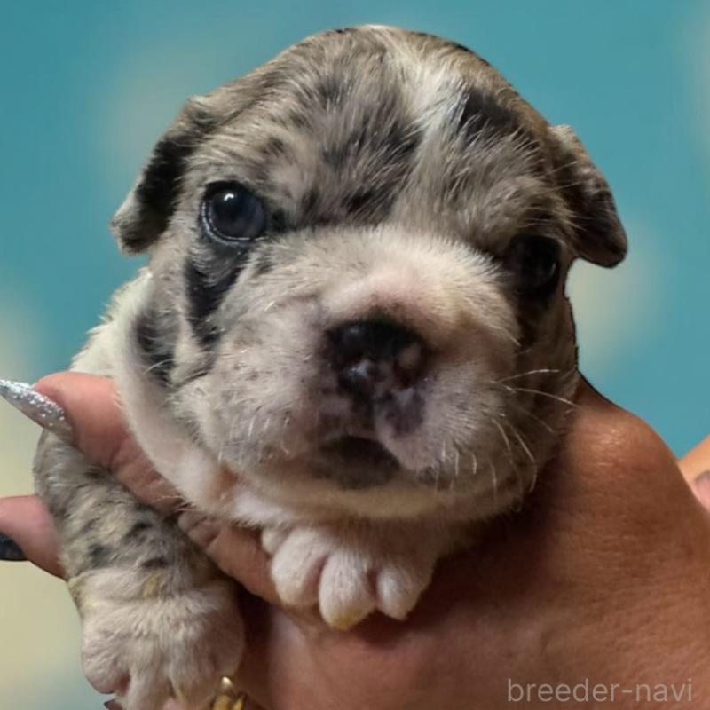 販売中の沖縄県のフレンチブルドッグ-433044の2枚目