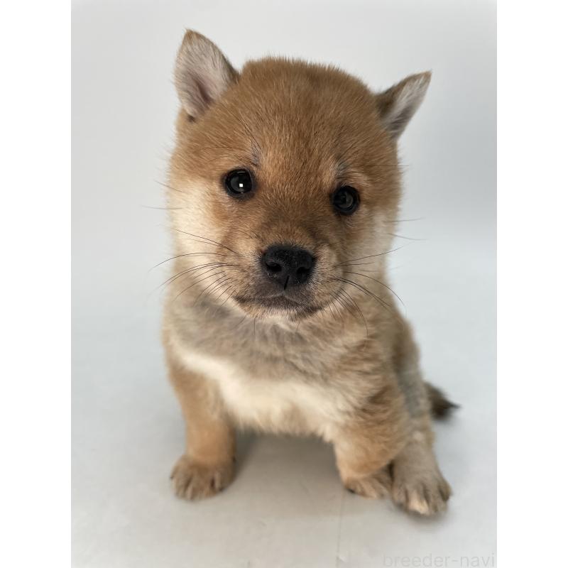 販売中の千葉県の柴犬-433045の14枚目