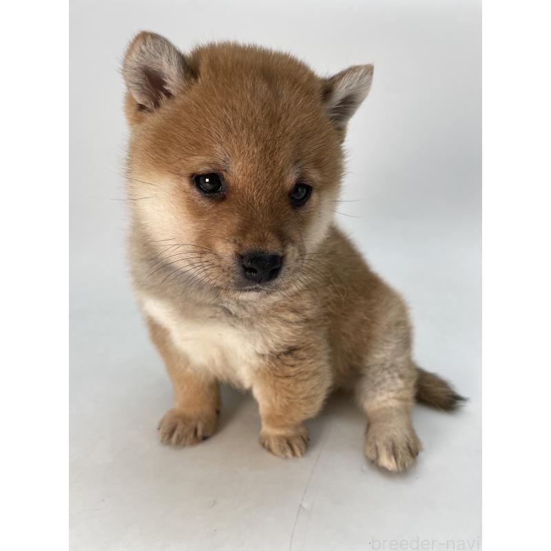 販売中の千葉県の柴犬-433045の13枚目