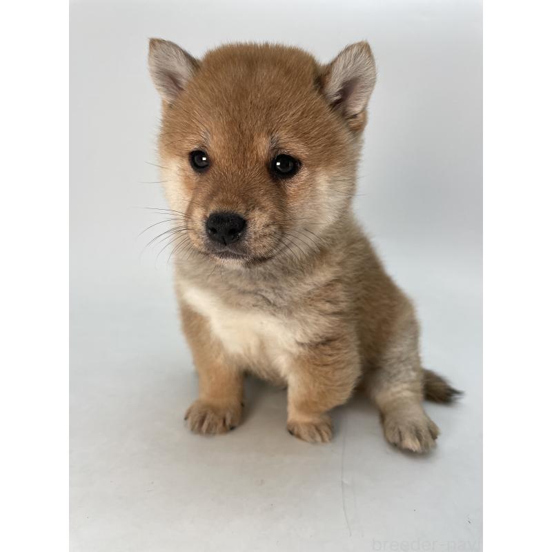 販売中の千葉県の柴犬-433045の12枚目