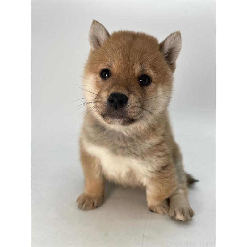 販売中の千葉県の柴犬-433045の11枚目