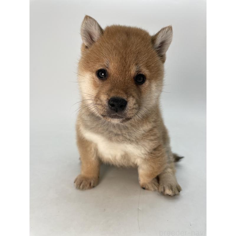 販売中の千葉県の柴犬-433045の10枚目