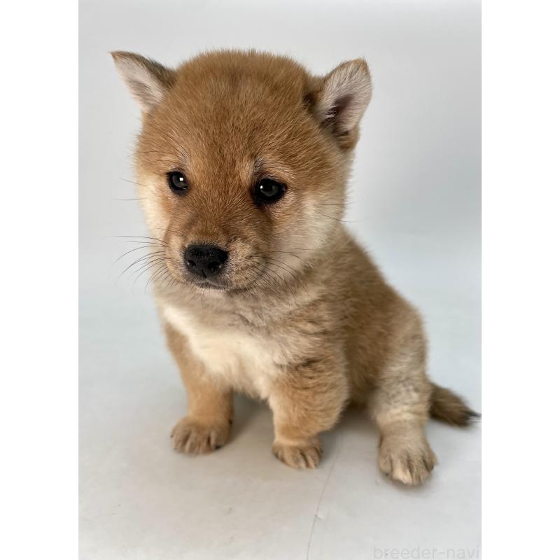 販売中の千葉県の柴犬-433045の9枚目