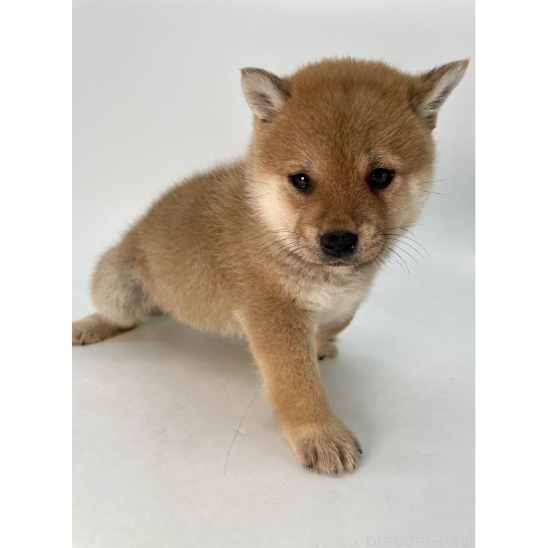 販売中の千葉県の柴犬-433045の8枚目