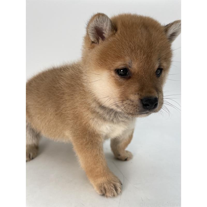 販売中の千葉県の柴犬-433045の7枚目