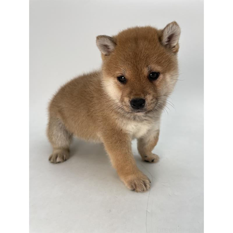 販売中の千葉県の柴犬-433045の6枚目