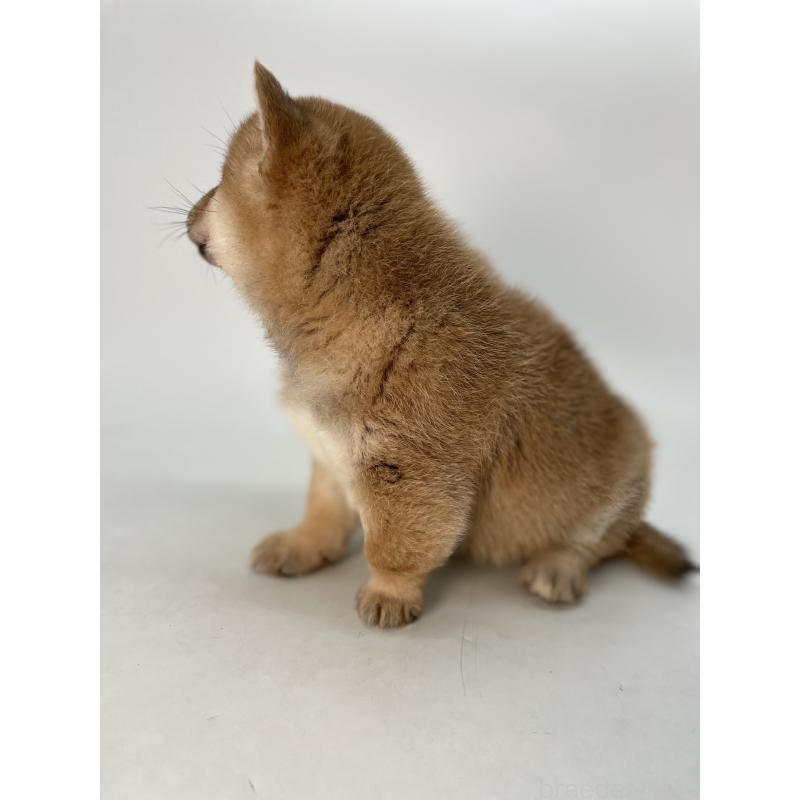 販売中の千葉県の柴犬-433045の5枚目