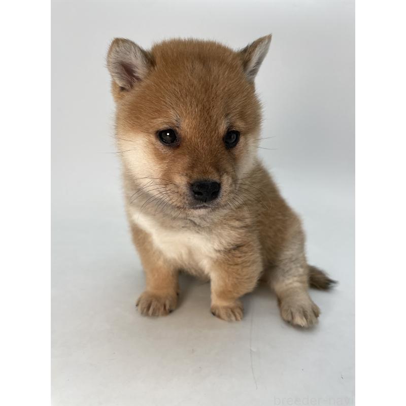 販売中の千葉県の柴犬-433045の4枚目