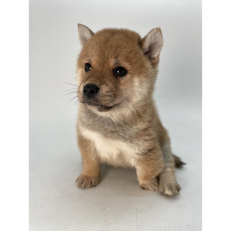 販売中の千葉県の柴犬-433045の3枚目