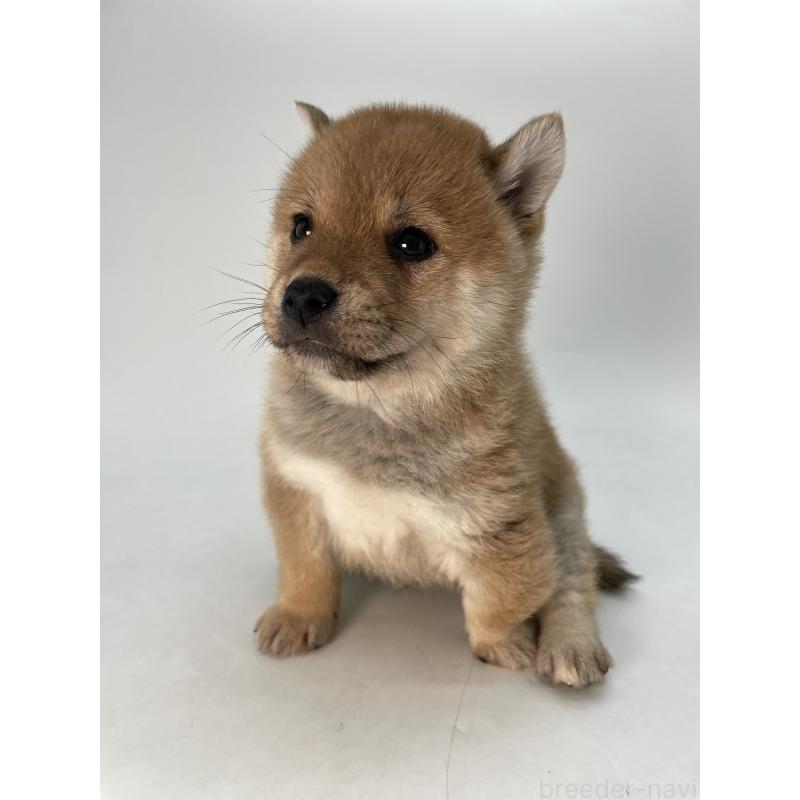 販売中の千葉県の柴犬-433045の2枚目