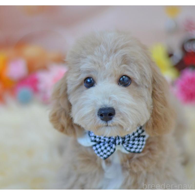 成約済の埼玉県のミックス犬-413125の7枚目