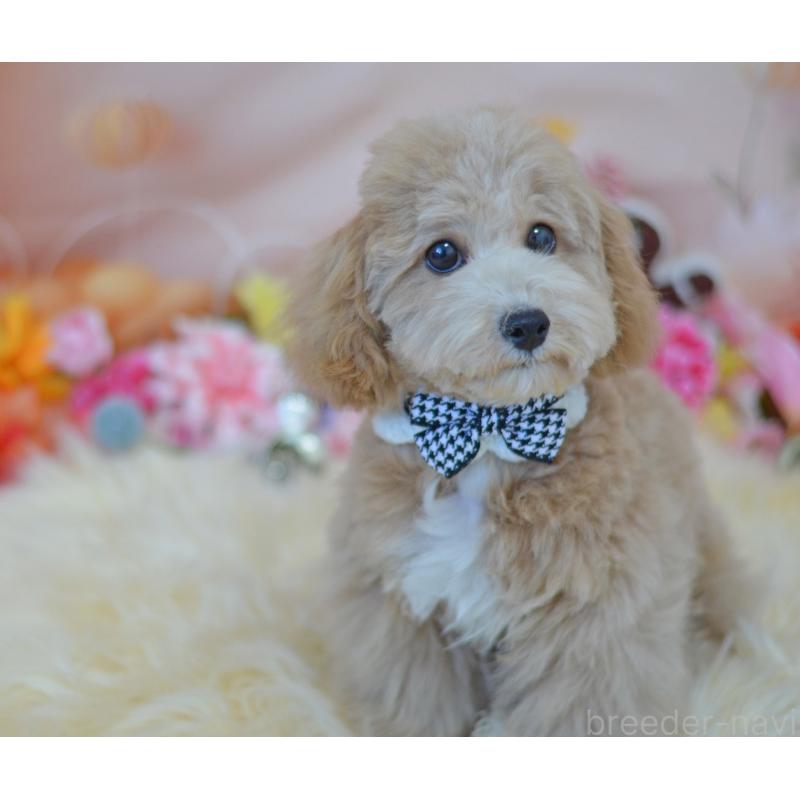 成約済の埼玉県のミックス犬-413125の6枚目