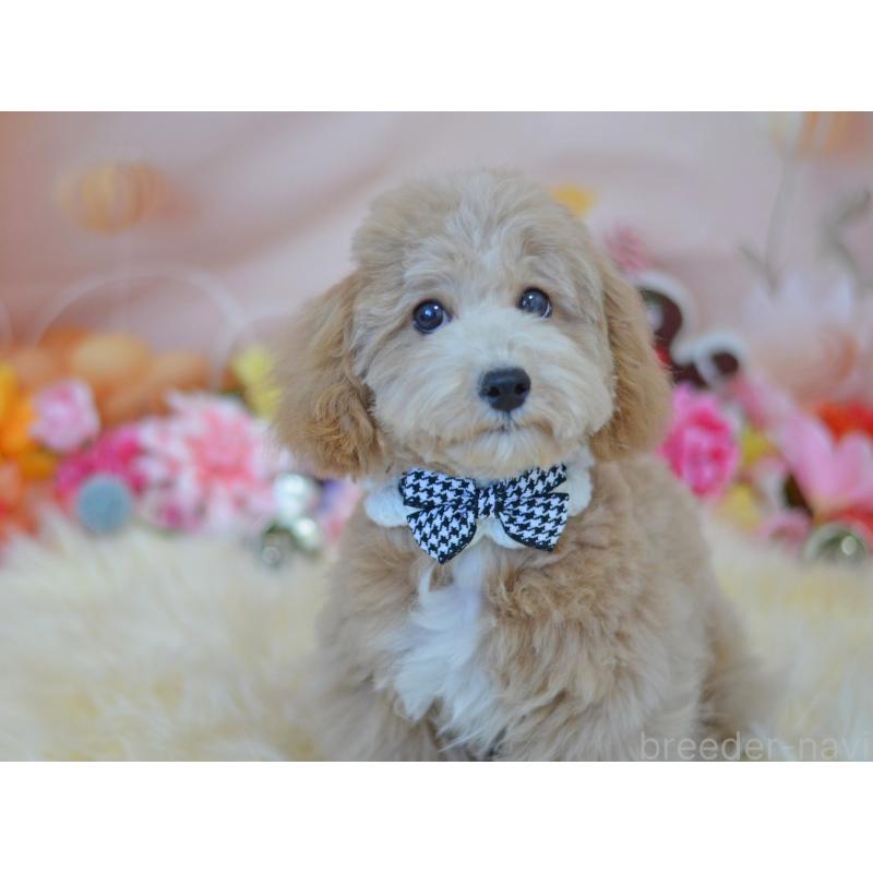 成約済の埼玉県のミックス犬-413125の5枚目