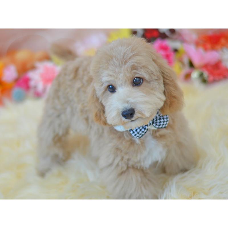 成約済の埼玉県のミックス犬-413125の4枚目