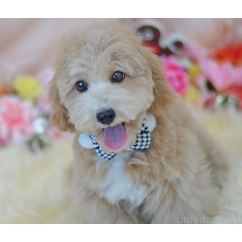 成約済の埼玉県のミックス犬-413125の2枚目