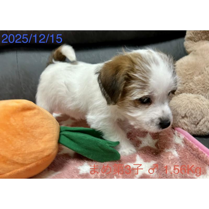 販売中の岡山県のジャックラッセルテリア-432750の14枚目