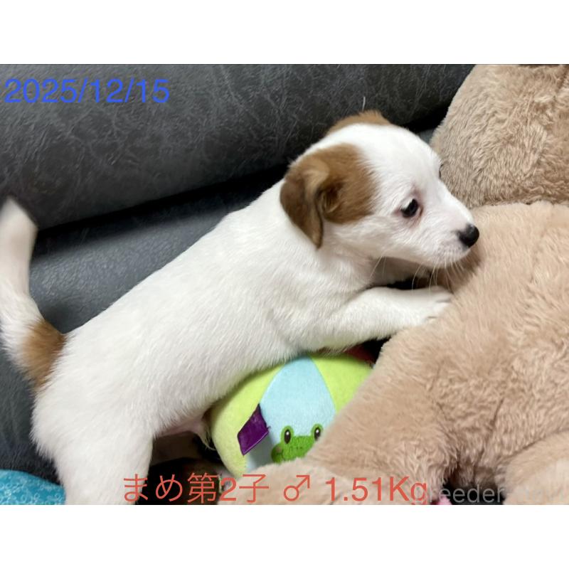 販売中の岡山県のジャックラッセルテリア-432751の15枚目