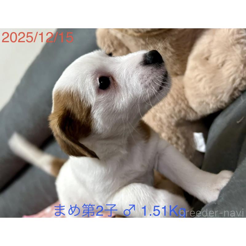 販売中の岡山県のジャックラッセルテリア-432751の14枚目